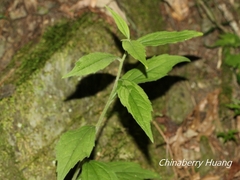 Aster lasiocladus
