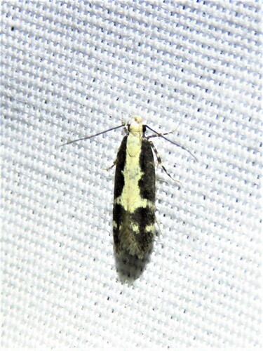 Chionodes dentella photo 2