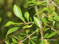 Rhamnus parvifolia