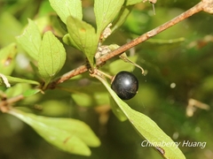 Rhamnus parvifolia