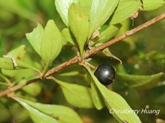 Rhamnus parvifolia
