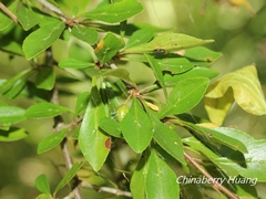 Rhamnus parvifolia