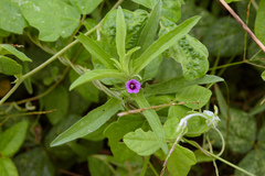 Ipomoea polymorpha