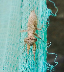 Compsomantis tumidiceps