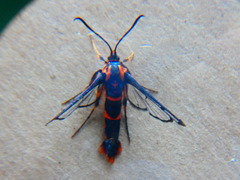 Synanthedon novaroensis