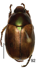 Callistethus lativittis
