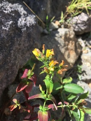 Hypericum erectum