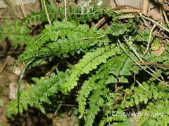 Asplenium incisum