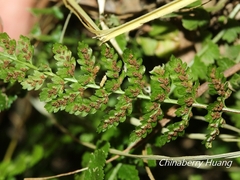 Asplenium incisum