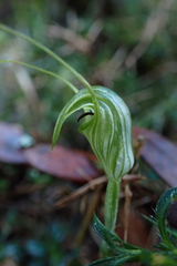 Pterostylis trullifolia
