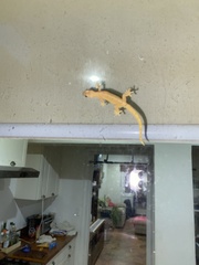 Lepidodactylus lugubris