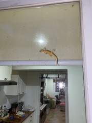 Lepidodactylus lugubris