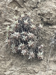 Dudleya virens hassei