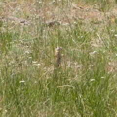 Urocitellus beldingi
