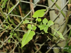 Senecio scandens incisus