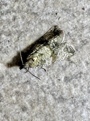 Celypha striana
