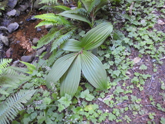 Veratrum fimbriatum