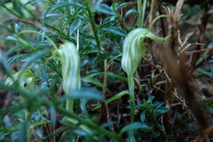 Pterostylis trullifolia