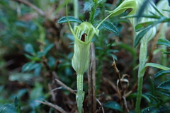 Pterostylis trullifolia