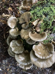 Pleurotus purpureo-olivaceus