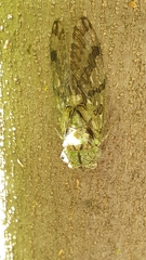Chinaria pueblaensis