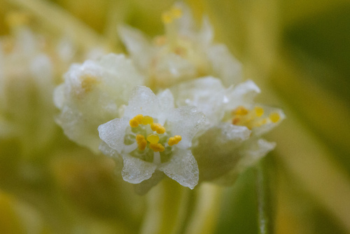 Cuscuta chinensis iNat (2)