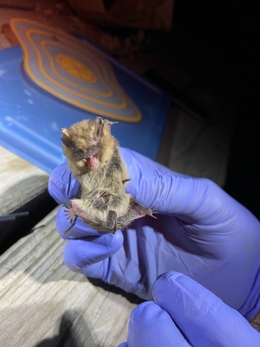 California Myotis