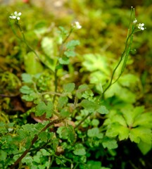 Cardamine ovata