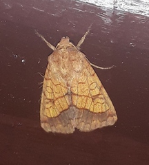 Pyrrhia