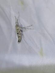 Caloptilia populetorum