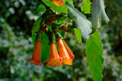 Solenophora calycosa