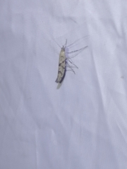 Caloptilia populetorum