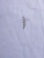 Caloptilia populetorum