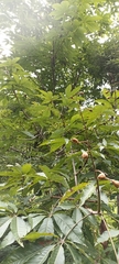 Aesculus indica