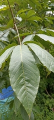 Aesculus indica