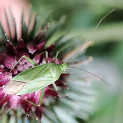 Calocoris