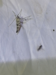 Caloptilia populetorum