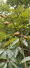 Aesculus indica