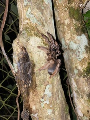 Psalmopoeus pulcher