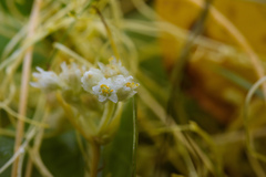 Cuscuta chinensis
