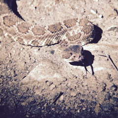 Crotalus oreganus