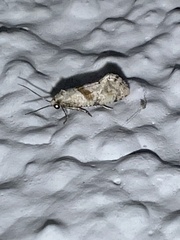 Cochylidia heydeniana