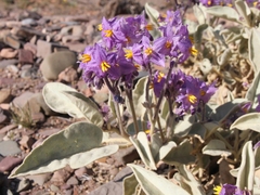 Solanum quadriloculatum