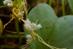 Cuscuta chinensis