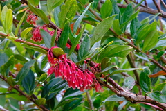 Satyria warszewiczii