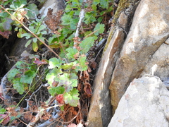 Heuchera pilosissima