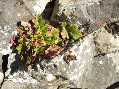 Heuchera pilosissima