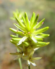 Ptilotus gaudichaudii