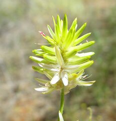 Ptilotus gaudichaudii