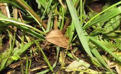 Calyptra thalictri